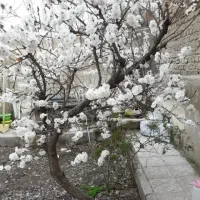 خونه-ویلایی-وتجاری
