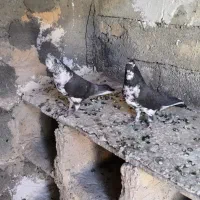 سینه باز کاکولی