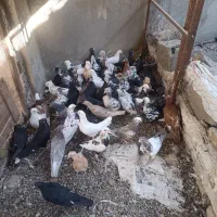 کبوتر پرشی