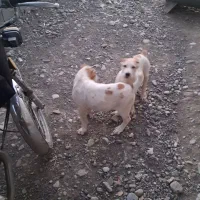 توله سگ خراسانی نر و ماده