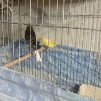 قناری|پرنده|کرمان, |دیوار