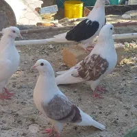 کفتر پرشی و رنگ|پرنده|خنجین, |دیوار