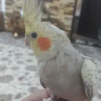 عروس هلندی مولد