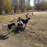 بز نژدی|حیوانات مزرعه|بیرانوند, |دیوار