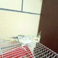 عروس هلندی کاملاً دستی و آرام