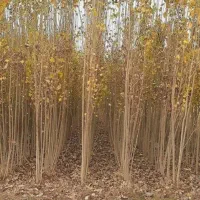 درخت صنوبر وکبوده