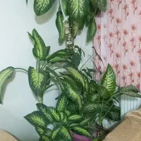 گل دیفن|گل و گیاه طبیعی|فولادشهر, مسکن مهر فولادشهر|دیوار