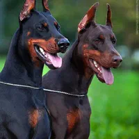 کلینیک دامپزشکی - خدمات دامپزشک سیار|خدمات آرایشگری و زیبایی|مشهد, کوشش|دیوار