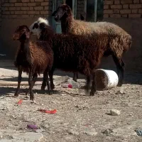 میش دوقلو زا ، میش بره دار ،میش ابستن بز