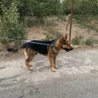 سگ ژرمن|سگ|قزوین, |دیوار