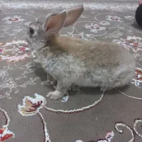 خرگوش رام و بازیگوش|موش و خرگوش|جوانرود, |دیوار