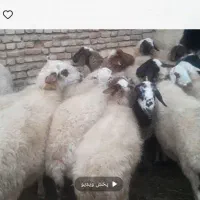 ۱۵۰ راس میش جون داشتی هم ابستن