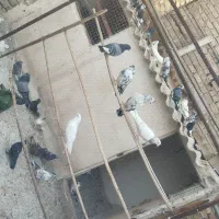 کفتر پرشی ،یاهو،سرور،طوقی،