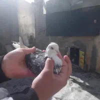 یک عدد پیدا شده