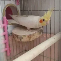 جفت عروس هلندی مولد با قفس معاوضه دوچرخه ۲۶