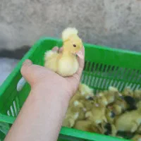 جوجه اردک کاکلی