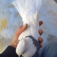 کبوتر|پرنده|آباده, |دیوار