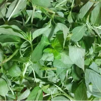 سبزی خوردن ریحان و نعنا پاک شده با بهترین قیمت