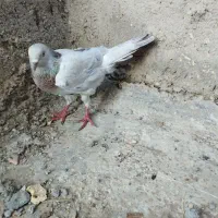 فروش کبوتر|پرنده|بندر ترکمن, |دیوار