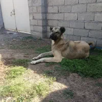 یک‌عدد‌سگ‌سرابی‌۱۷ماهه‌عالی‌برای‌گله‌داری‌