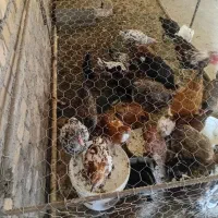 پرنده|حیوانات مزرعه|سیلاخور, |دیوار