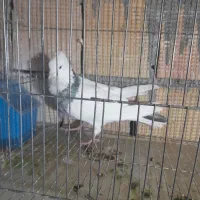 کفتر پرشی|پرنده|گلپایگان, |دیوار