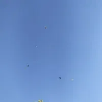 کبوترپرشی یک تا ماده