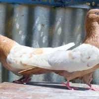 جفت کله زرد