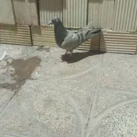 چند عدد کبوتر