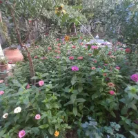 خانه-کلنگی-350-متری-خیابان-قائمیه