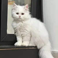 گربه عروسکی