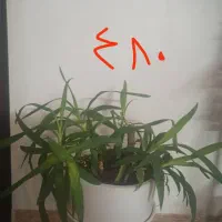 تعدادی گل طبیعی.گل یوکا بنسای.سرحال