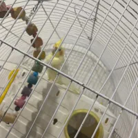 عروس هلندی مولد جوجه دار اهلی سخنگو