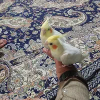 عروس هلندی رام و سخنگو|پرنده|سیب و سوران, |دیوار