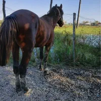 اسب کاسپین ۸ساله|اسب و تجهیزات اسب‌سواری|رشت, یخسازی|دیوار