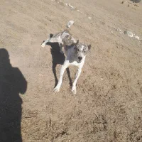 سگ خراسانی|سگ|شیروان (خراسان), |دیوار