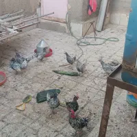 مرغ مینا توری جون|پرنده|سبزوار, شرق کال میانی|دیوار