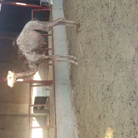 شتر|حیوانات مزرعه|شیراز, شهرک کوشکک|دیوار