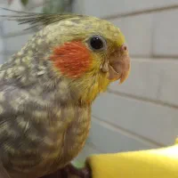 عروس هلندی  دستی و مرغ عشق