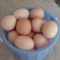 تخم مرغ محلی درجه یک