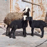 گوسفند نژاد شال میش دوقلوزا و بــره شیر مست و قوه