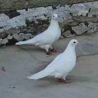 کفتر سفید