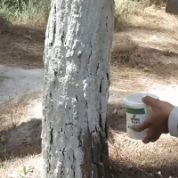 رنگ محافظ تنه درخت / سرمازدگی ، رطوبت و قارچ|خدمات باغبانی و درختکاری|لاهیجان, شیخ زاهد|دیوار