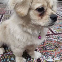 سگ کوچولو میکس پودل|سگ|کرمانشاه, |دیوار