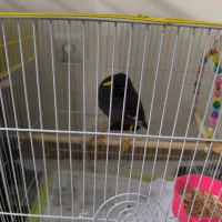 مرغ مینا|پرنده|تهران, آذری|دیوار