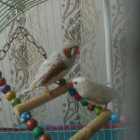 پرنده|پرنده|نیشابور, فردوسی جنوبی|دیوار