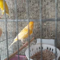 قناری نروماده|پرنده|تهران, تهرانپارس شرقی|دیوار