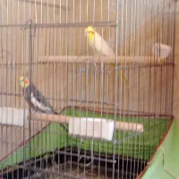 4جفت عروس هلندی مولد|پرنده|کرج, کوی امامیه|دیوار