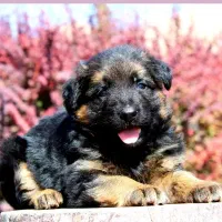 واگذاری سگ توله ژرمن موبلند اصیل