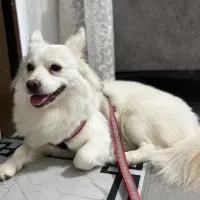 واگذاری اشپیتز ماده